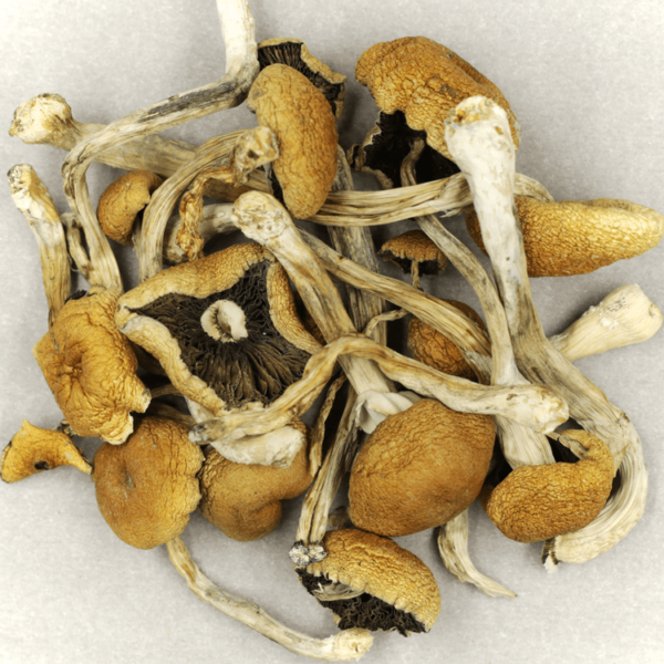 Cambodian Psilocybe Cubensis | Ganja Express Canada