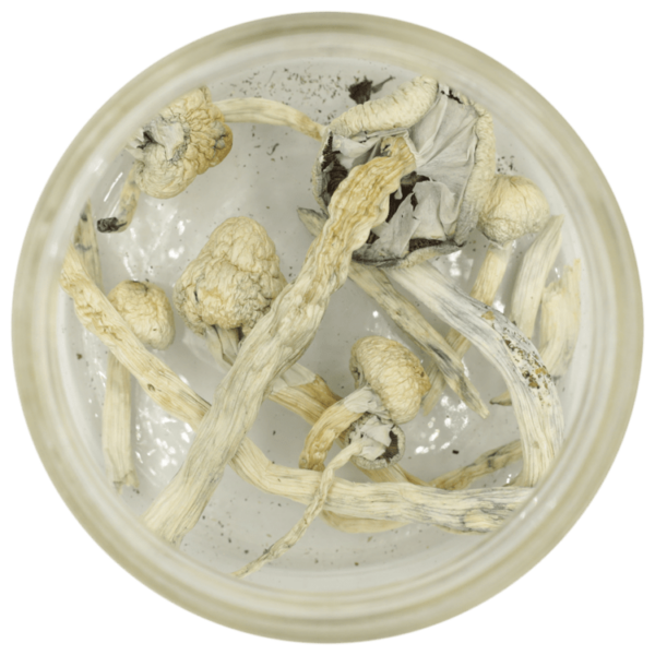 Great White Monster Cubensis | Ganja Express Canada