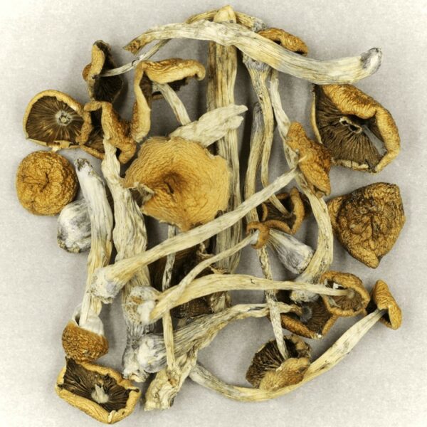 Psilocybe Cubensis Mexicana | Ganja Express Canada