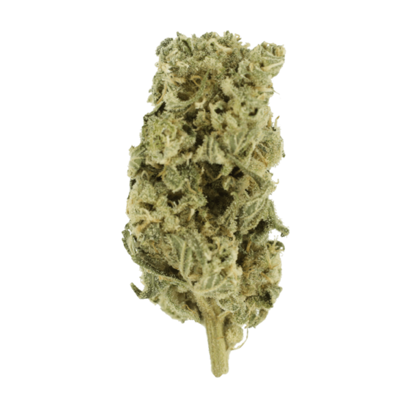 Hash Plant – 1oz / $60 | Ganja Express Canada