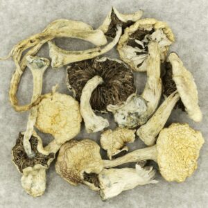 Leucistic Burma | Ganja Express Canada