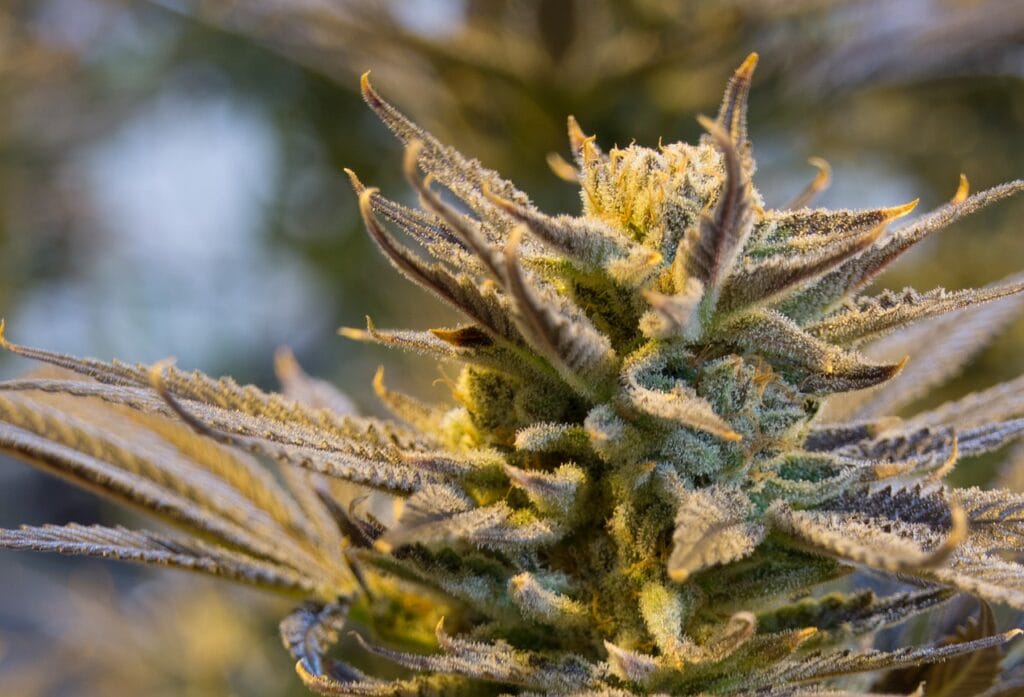 buy indica flower online in Canada | Ganja Express Canada