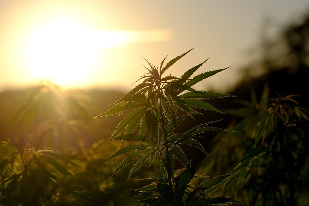 Buy indica flower online | Ganja Express Canada